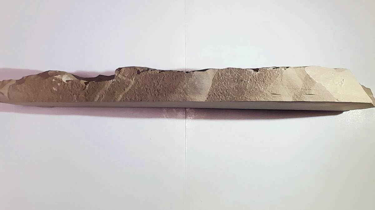 Amazon | 鑑定書付ウミサソリ14個体ニューヨーク産海外化石 303 | 化石